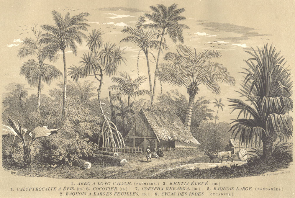 TREES. Arec Calyce; Baquois; Kentia Élevé; Calyptrocalix; Cocotier 1852 print